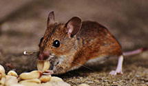 24 Hour & Emergency Exterminators in Nakina, NC